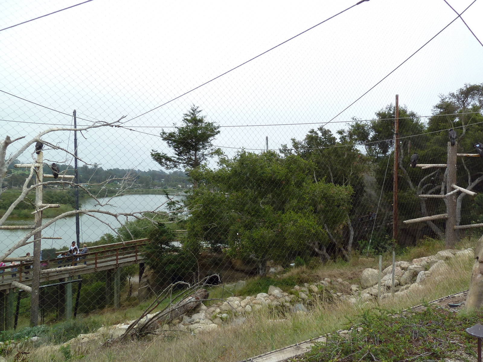 California Condor Exhibit