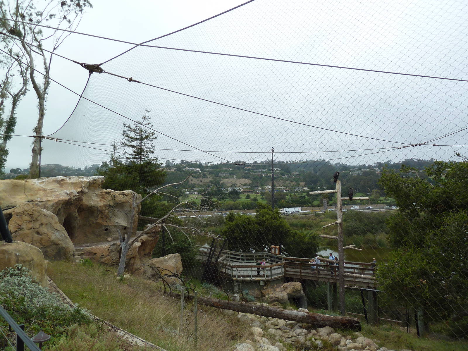 California Condor Exhibit