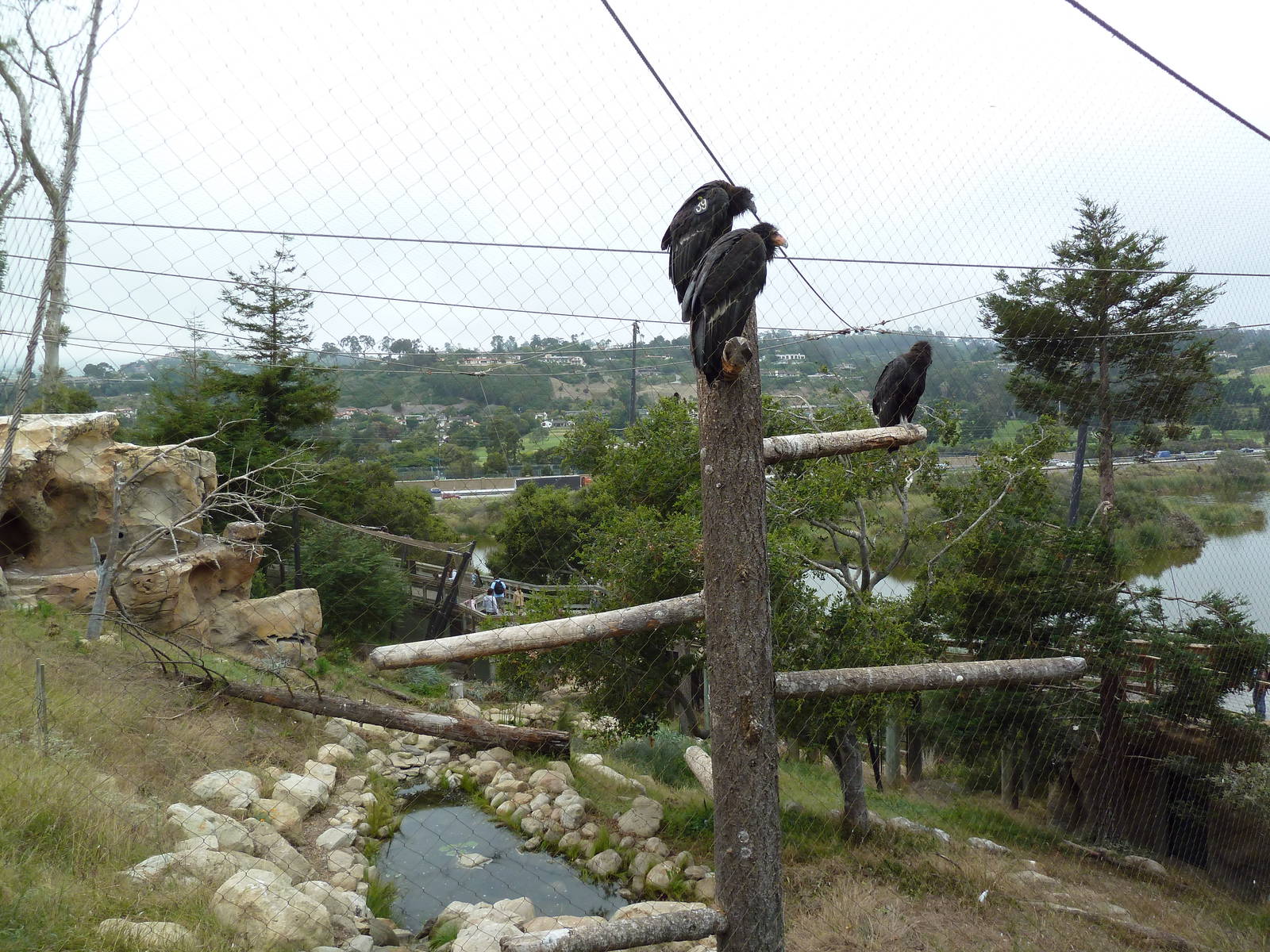 California Condor Exhibit