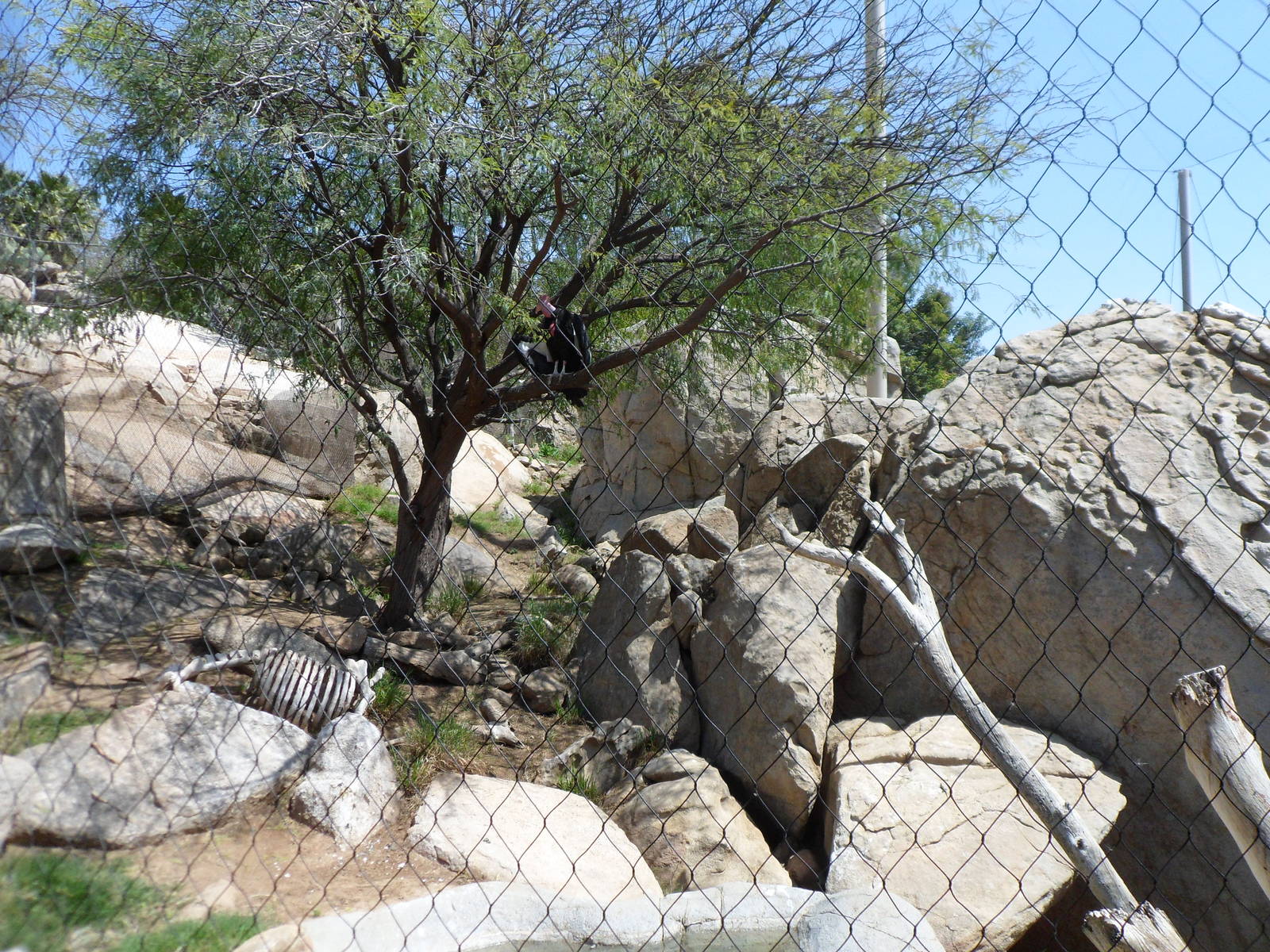 California Condor Exhibit