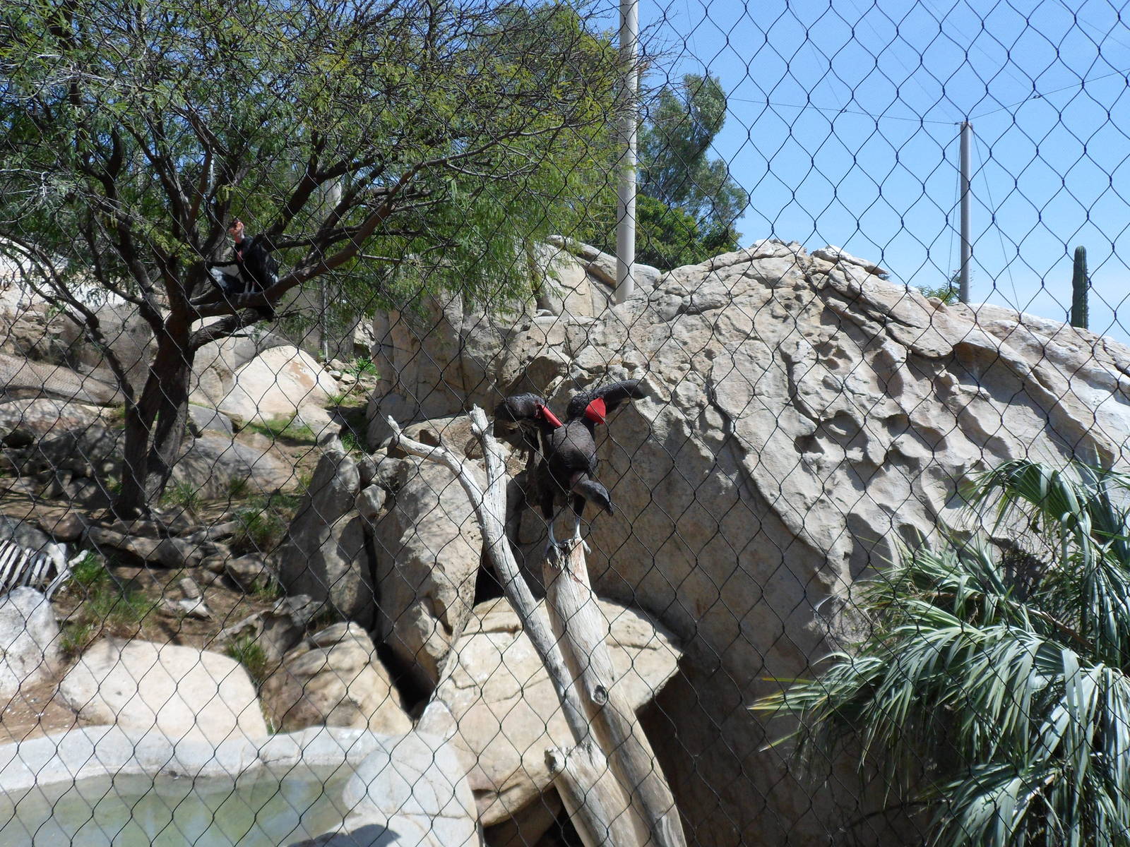 California Condor Exhibit