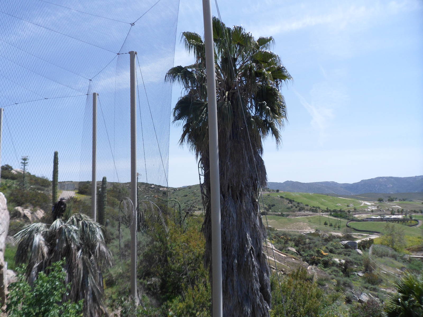 California Condor Exhibit