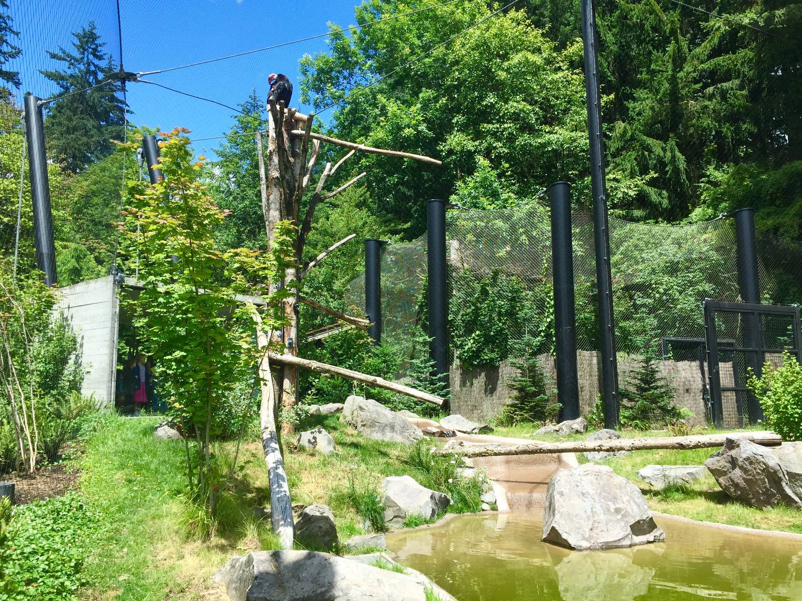California Condor Exhibit