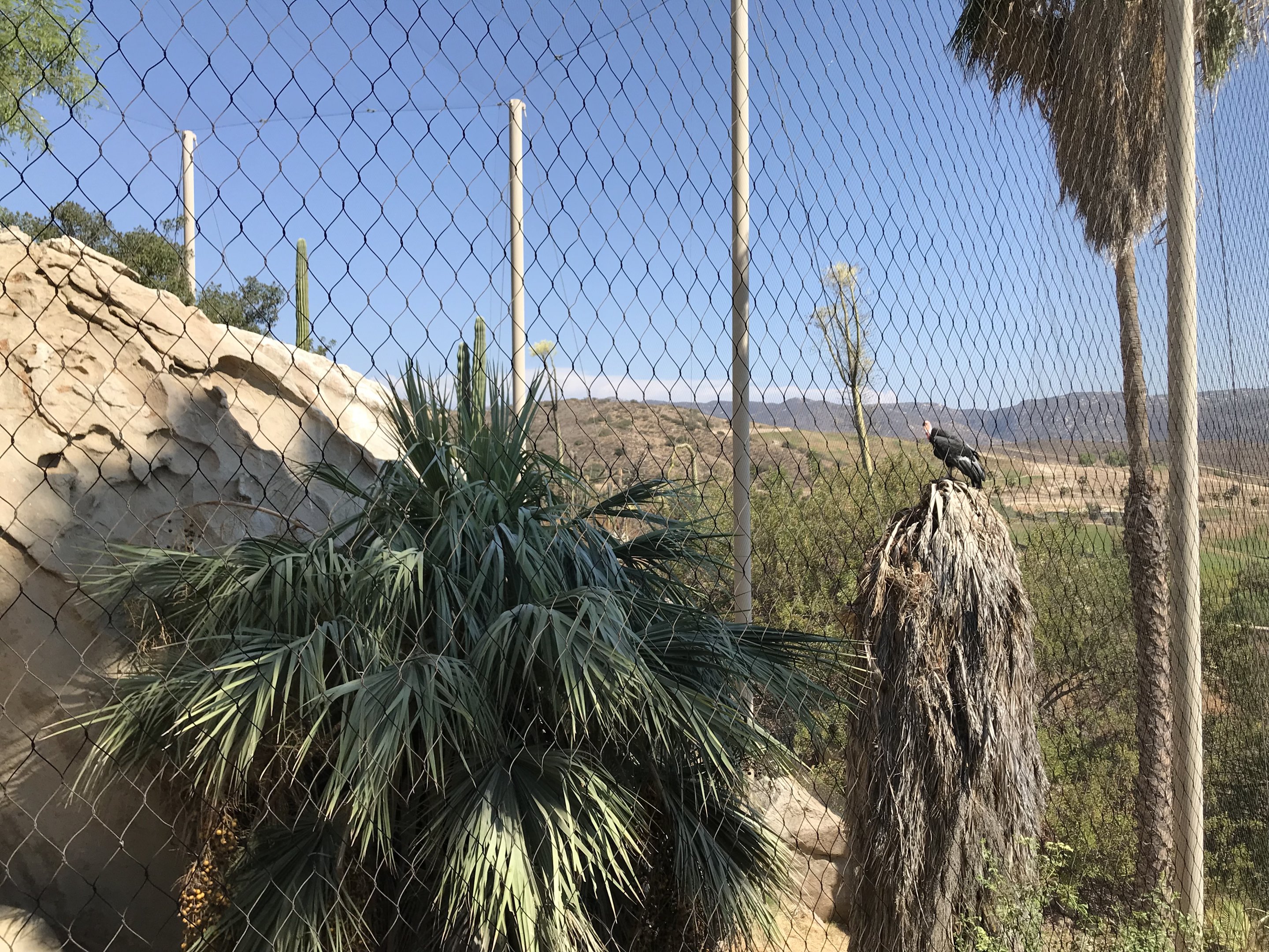 California Condor Exhibit