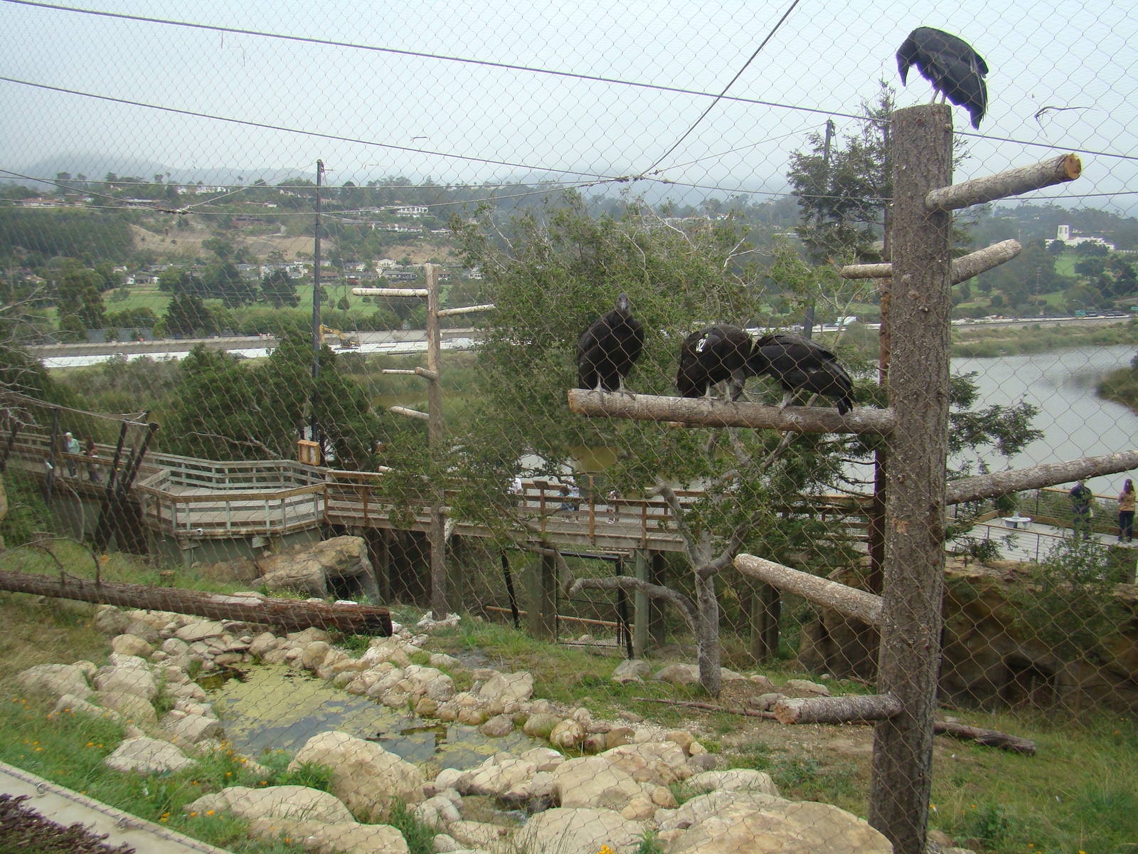 California Condor exhibit