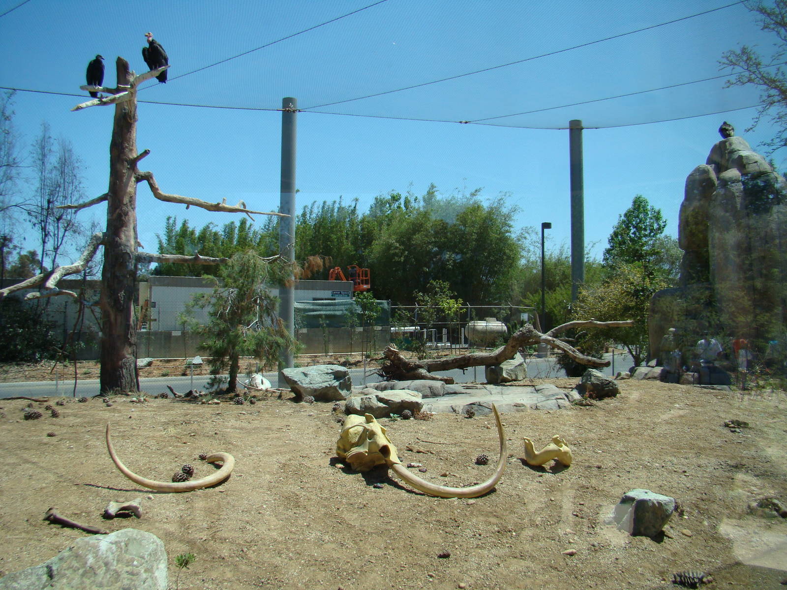 California Condor exhibit