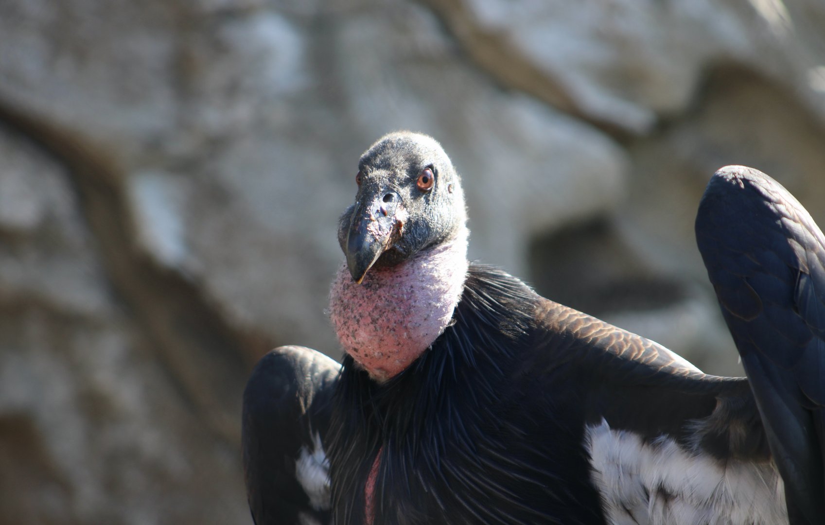 California Condor (Gymnogyps californianus) juvenile