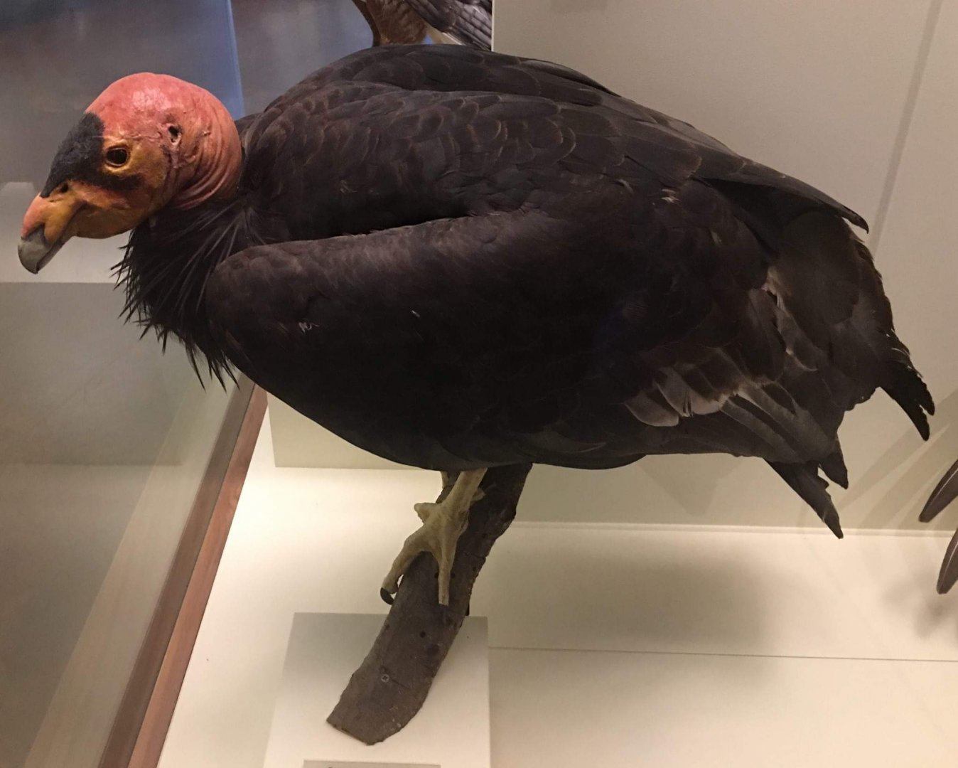California condor (Gymnogyps californianus)