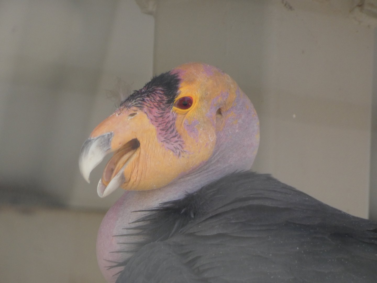 California condor (Gymnogyps californianus)