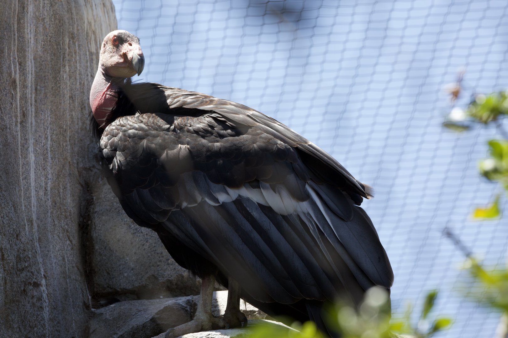 California condor/ Gymnogyps californianus