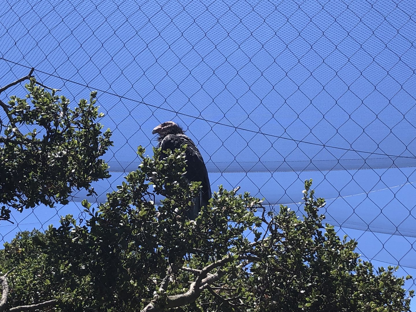 California condor, Gymnogyps californianus
