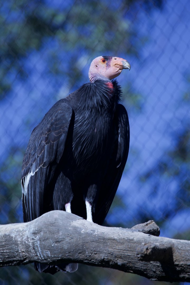California Condor/ Gymnogyps californianus