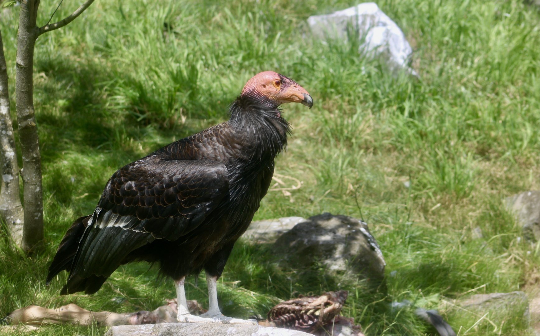 California Condor (Gymnogyps californianus)