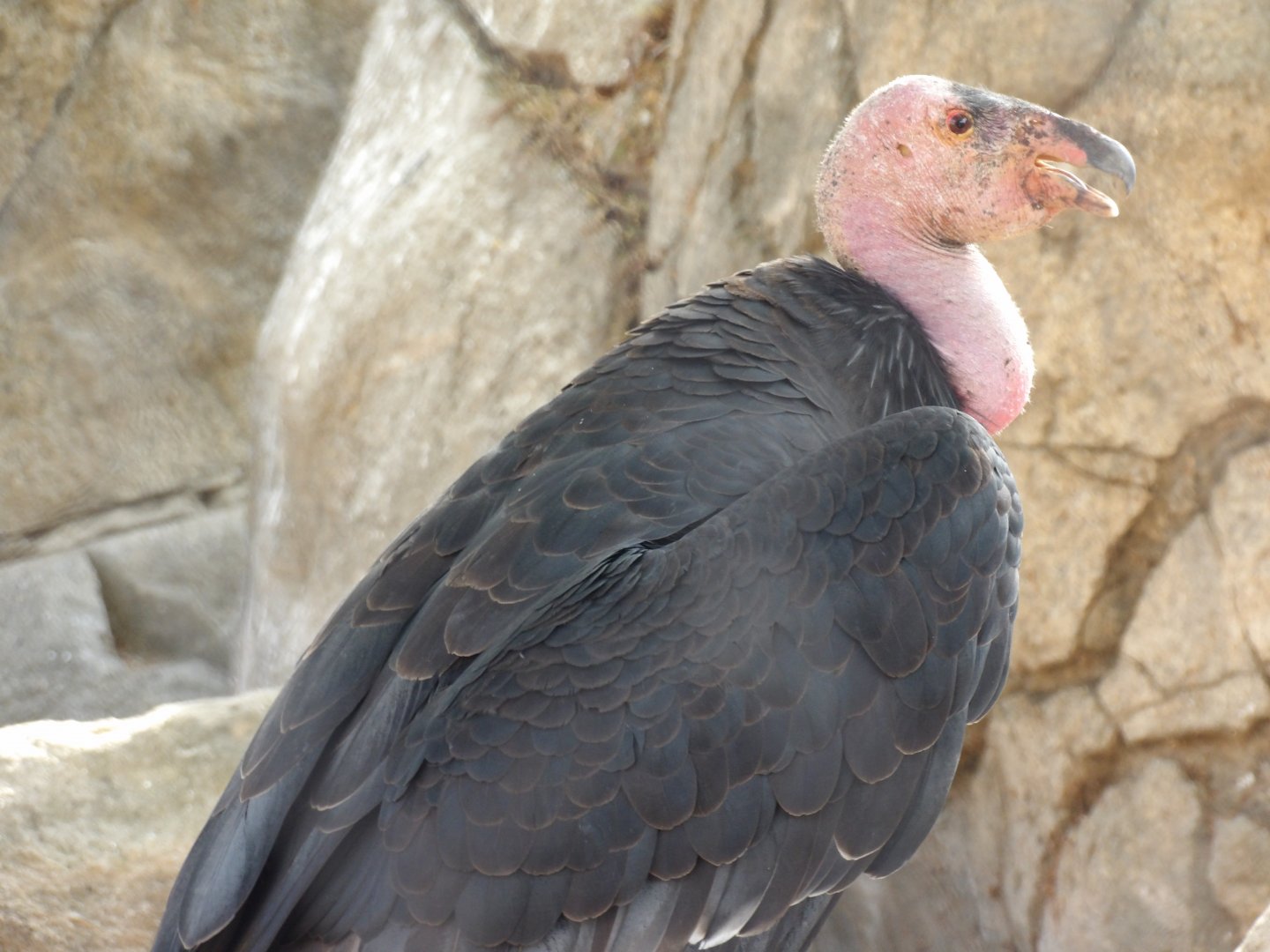 California Condor(Gymnogyps californianus)