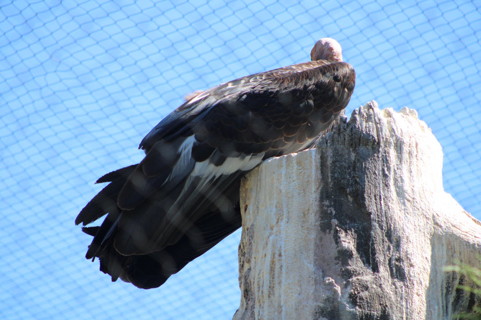 California Condor (Gymnogyps californianus)