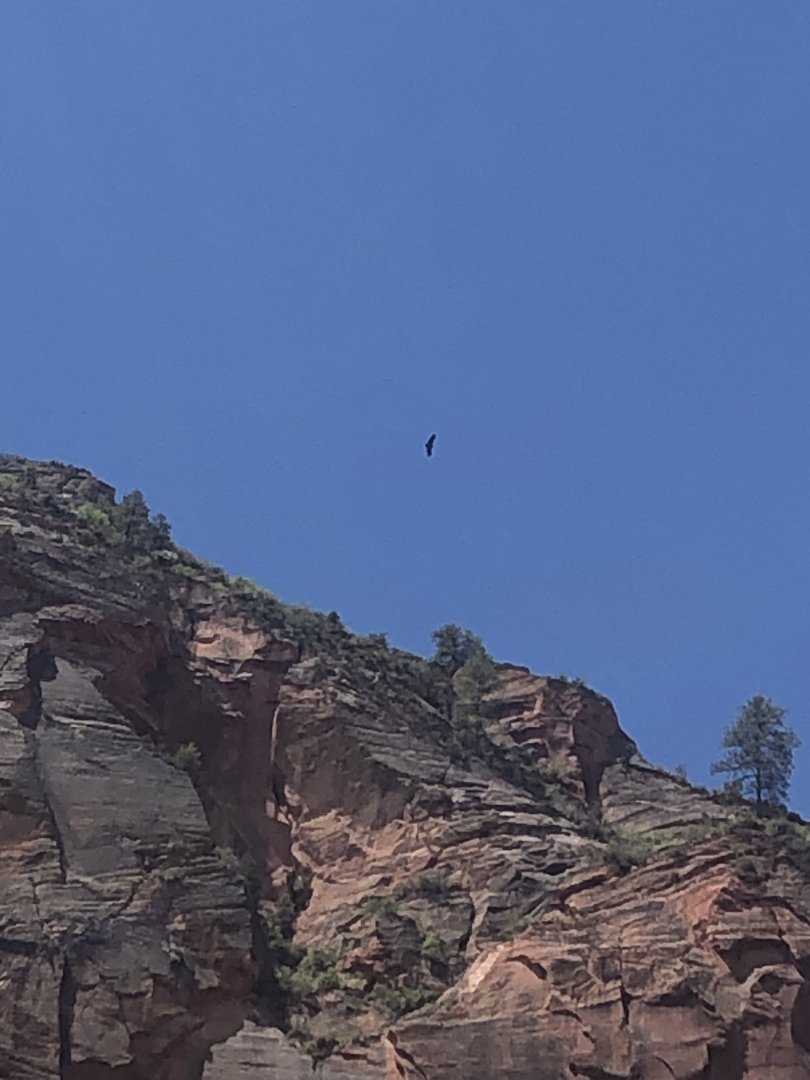 California Condor J3