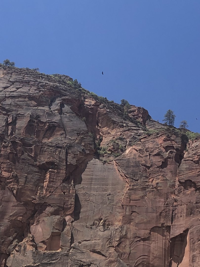 California Condor J3