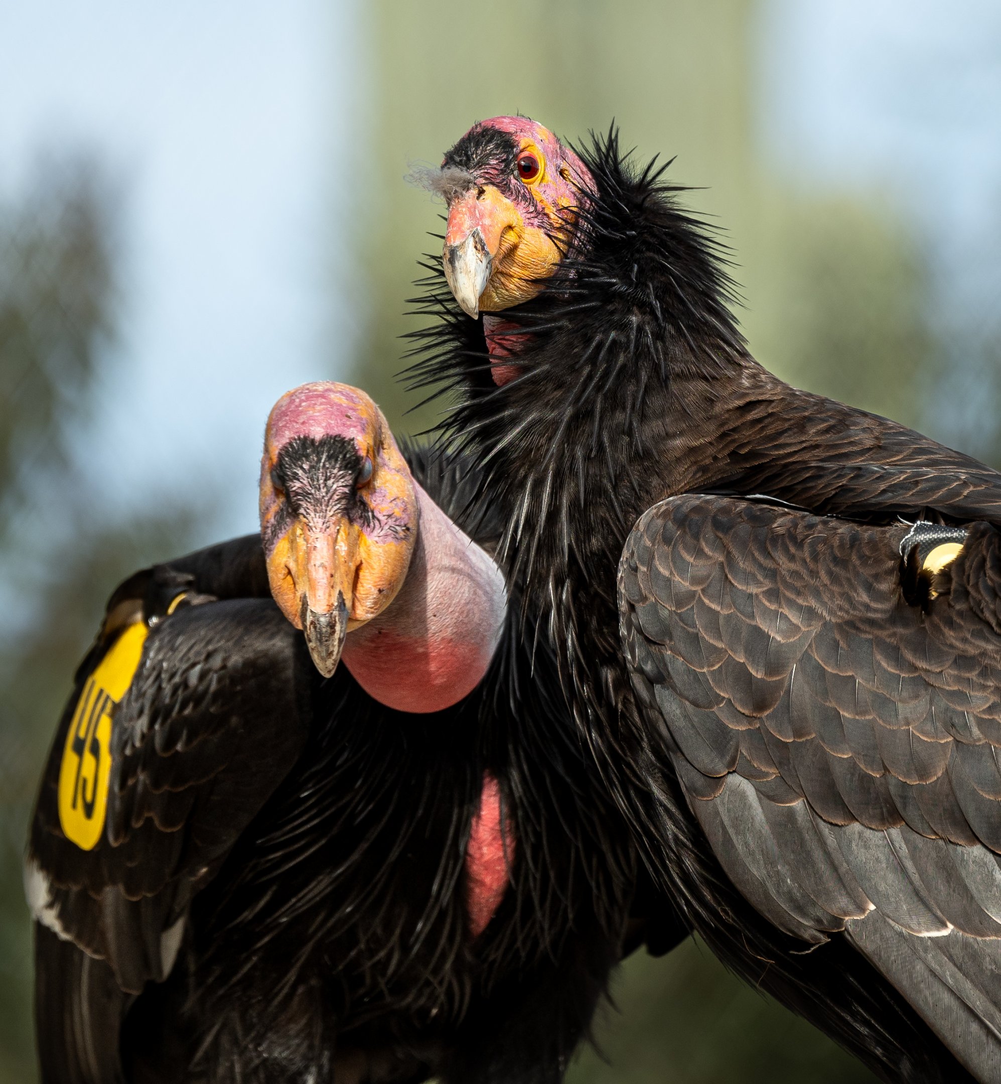 California Condor pair