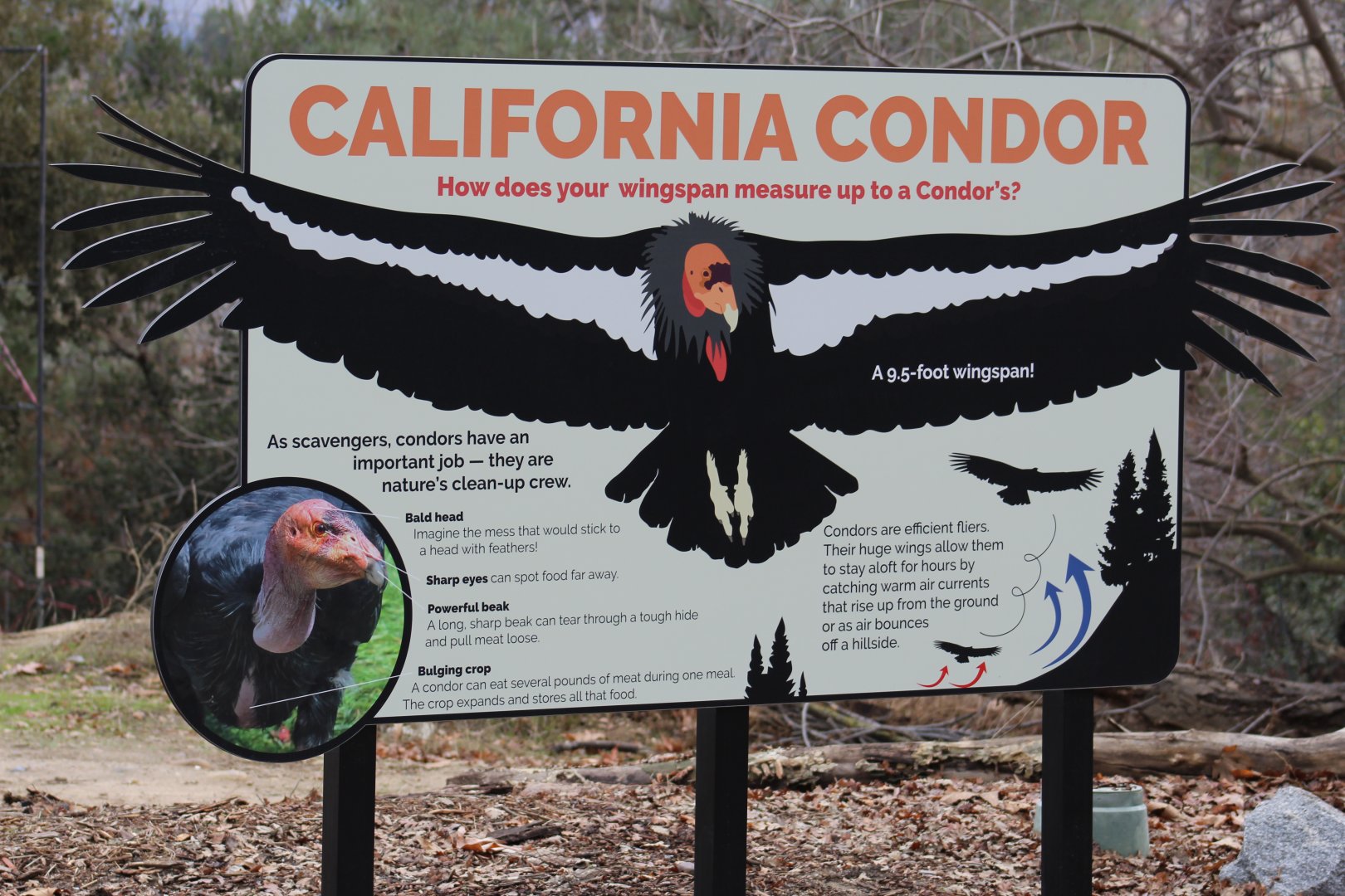 California Condor Sign