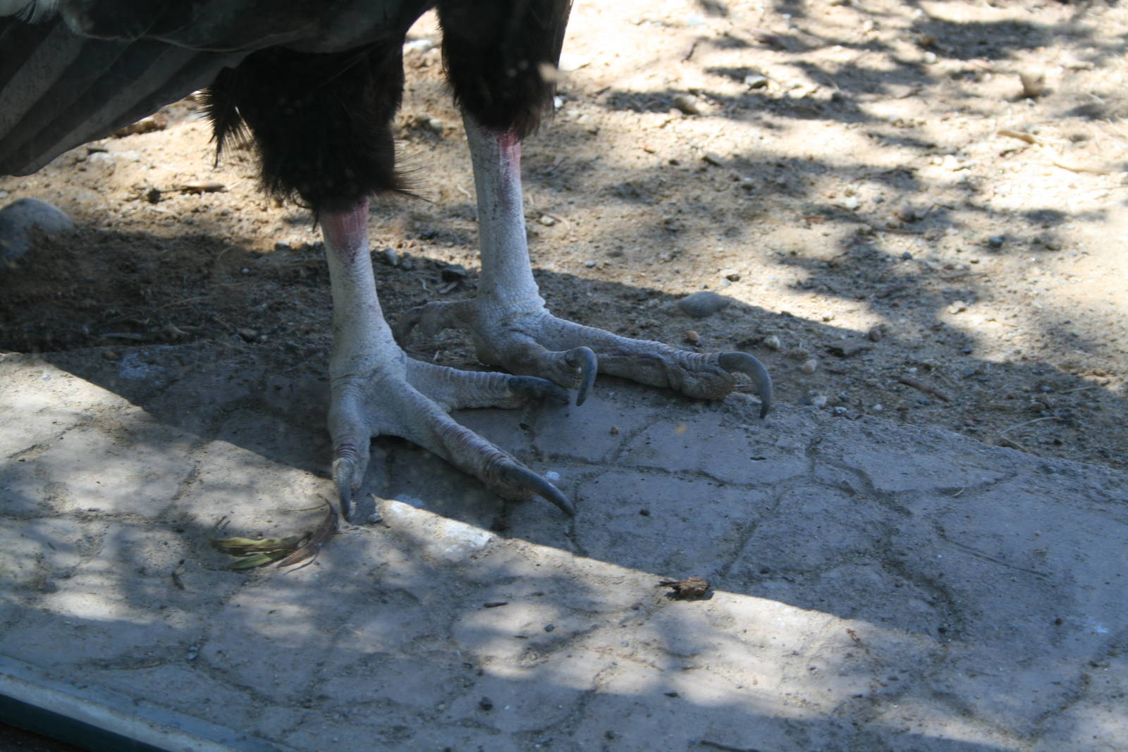 California Condor Talons