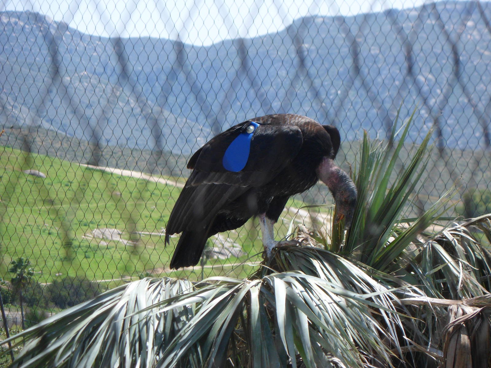 California Condor