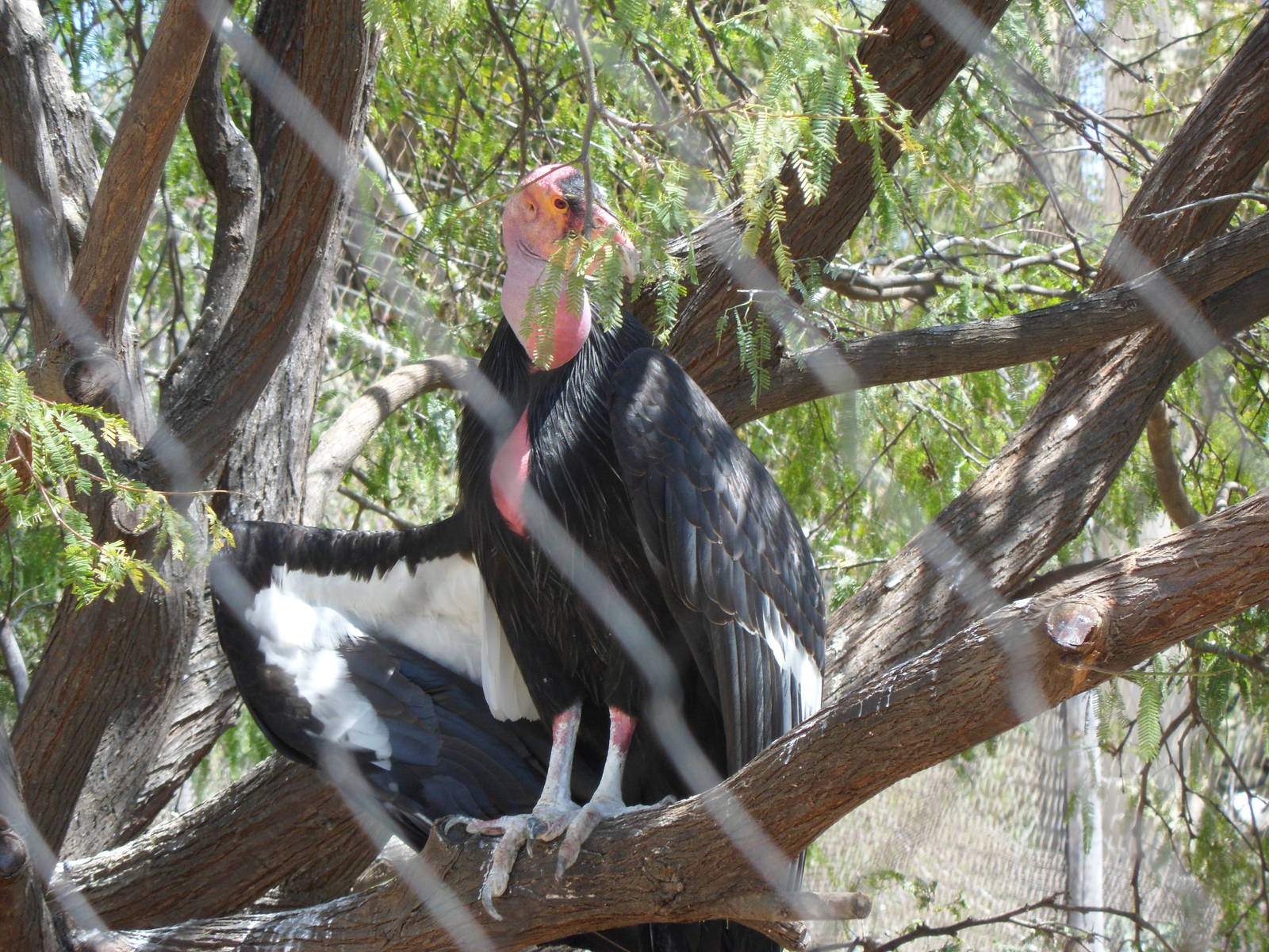 California Condor