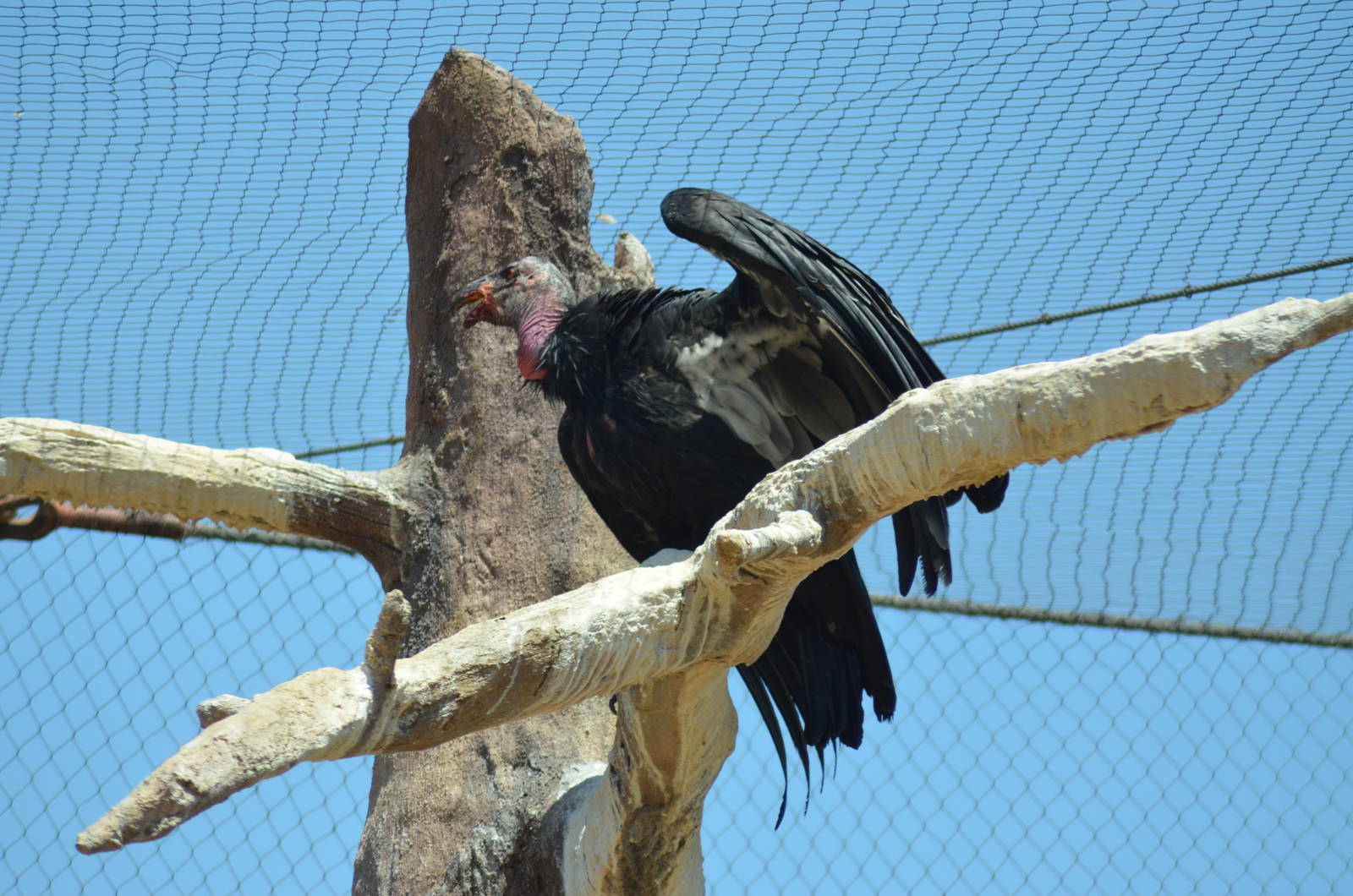 California Condor