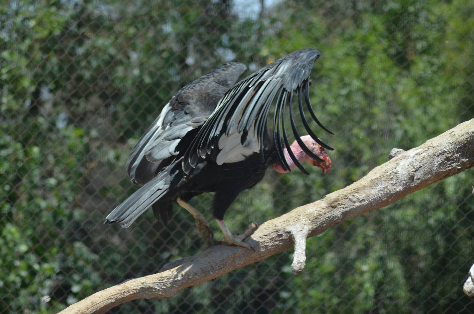 California Condor