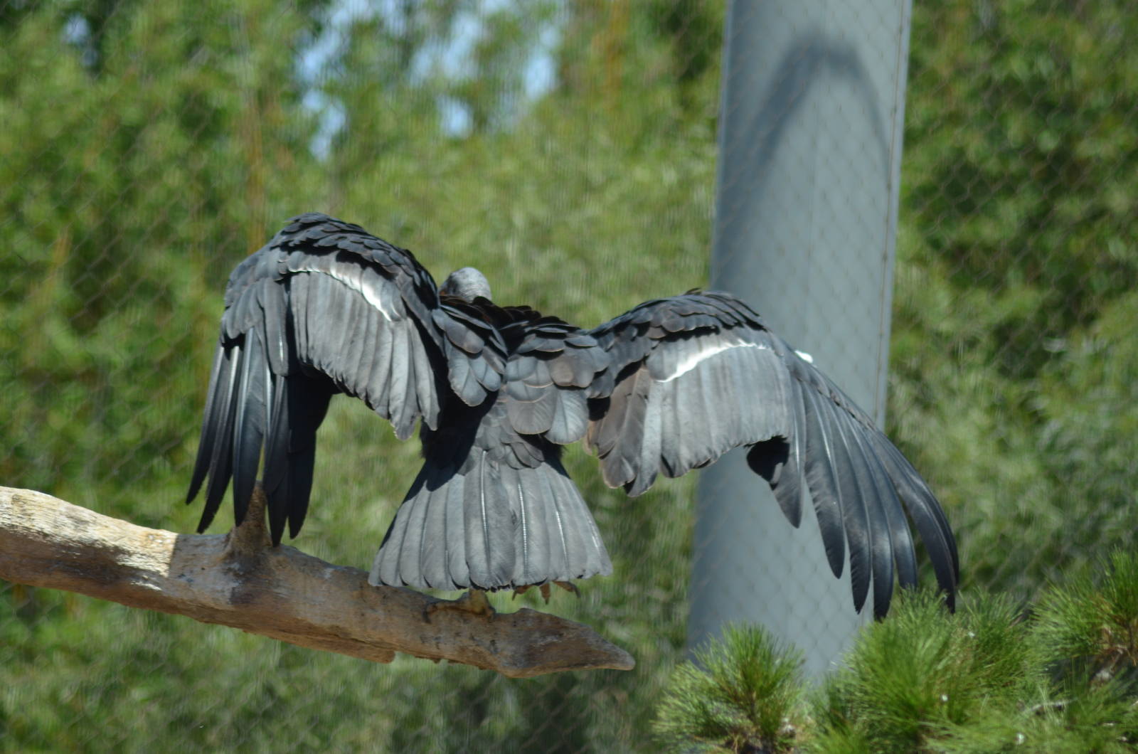 California Condor