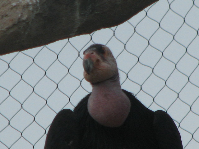 California Condor