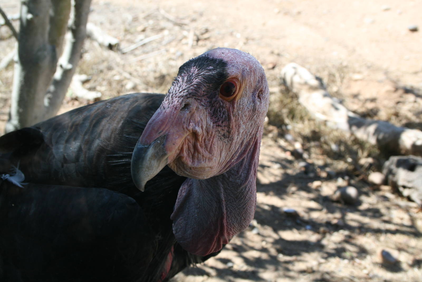 California Condor
