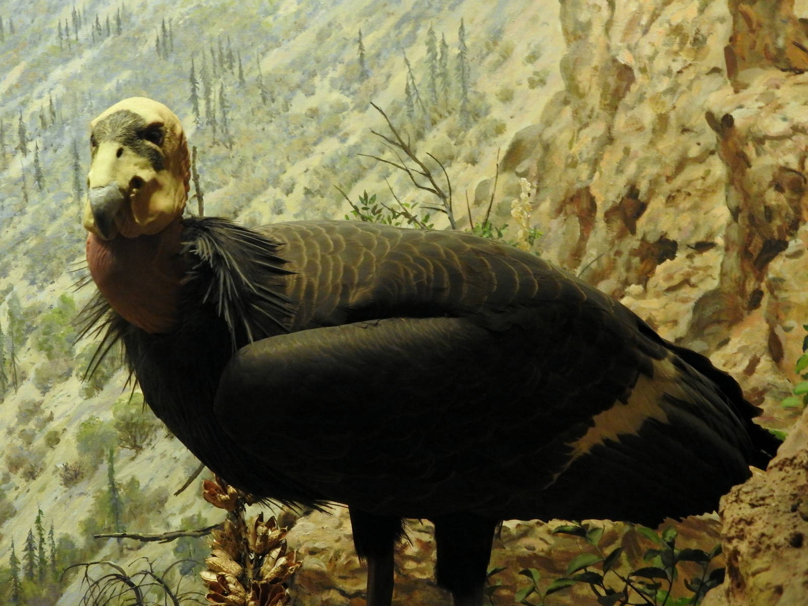 California Condor