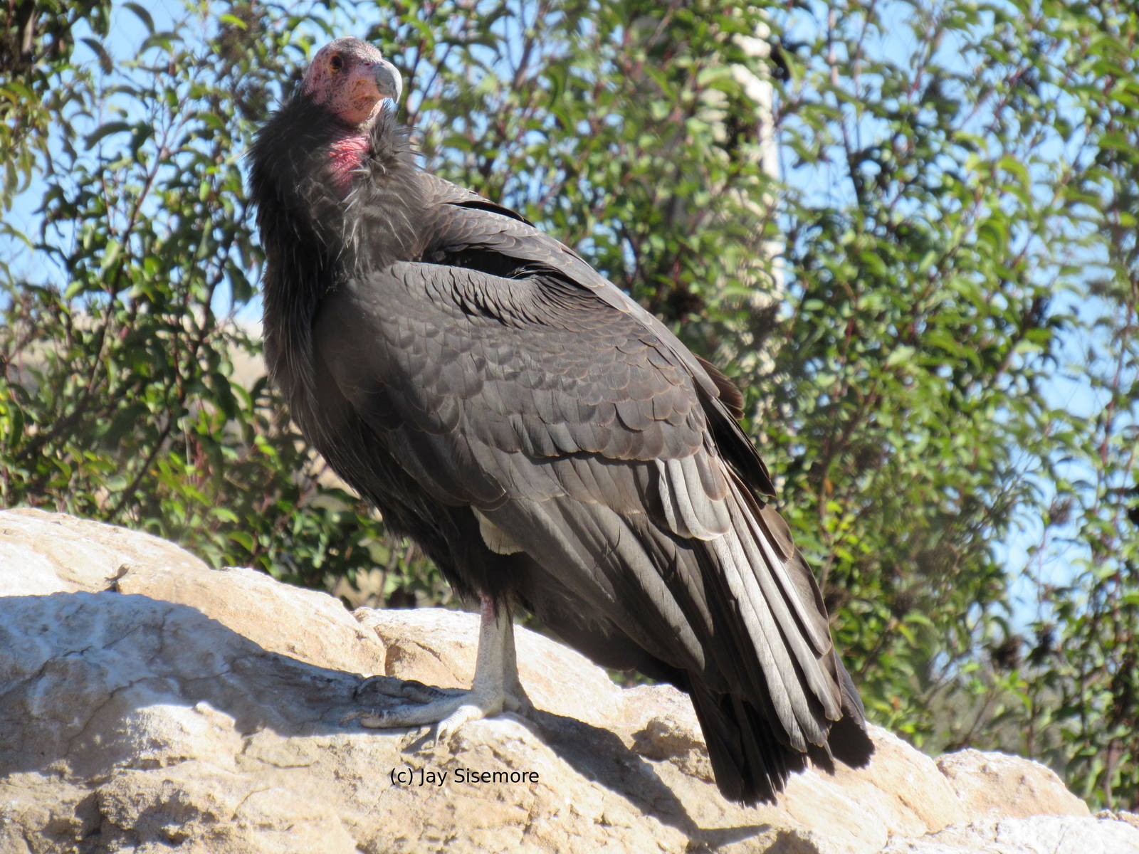 California Condor