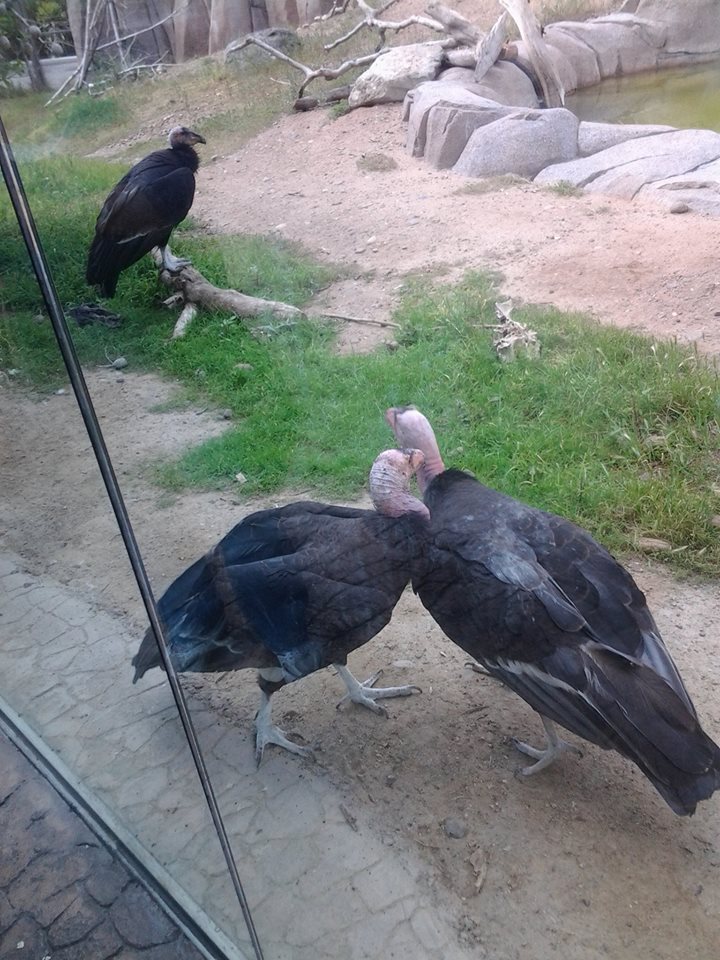 California Condor