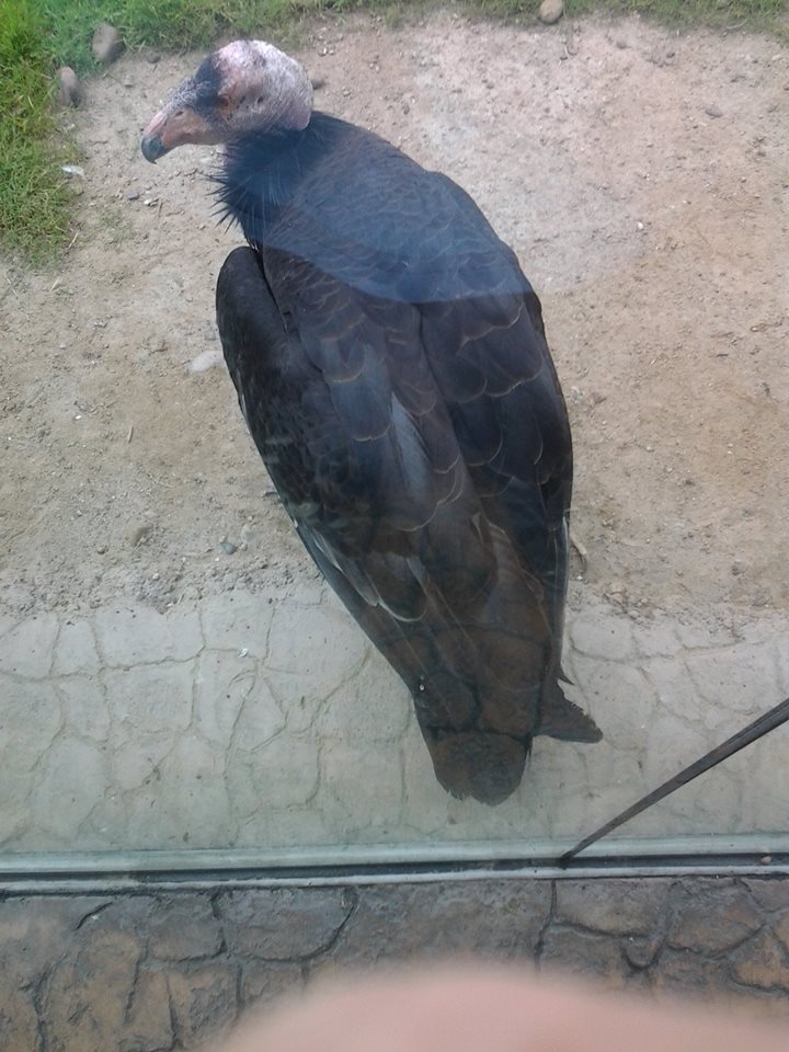 California Condor