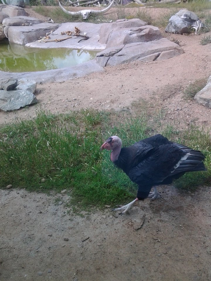 California Condor