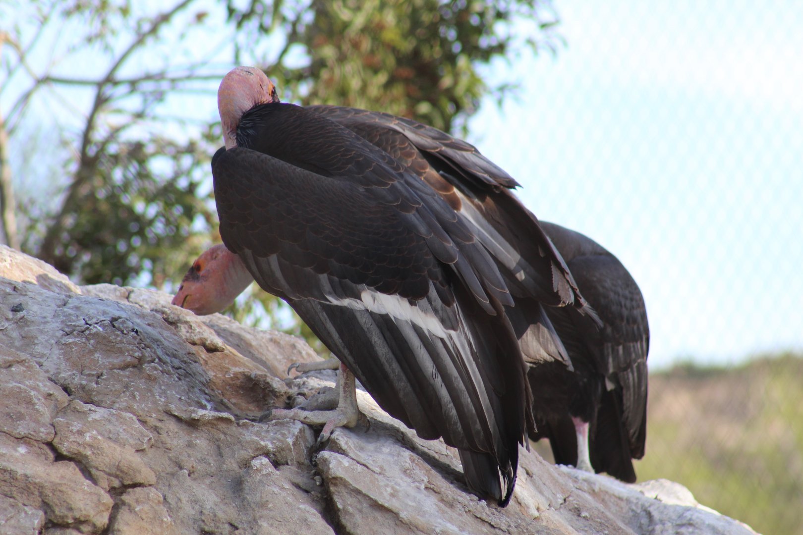 California Condor