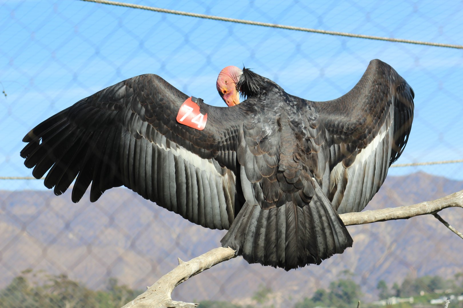 California Condor