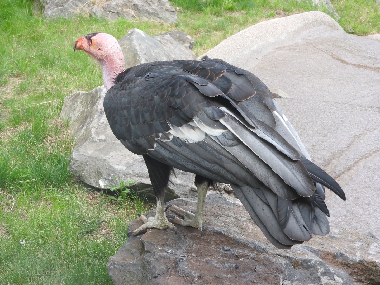 California Condor