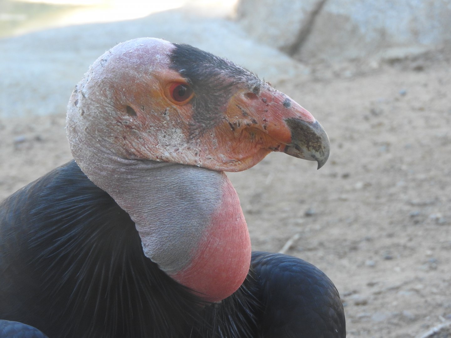 California Condor