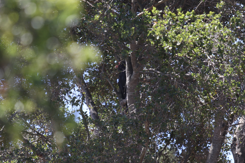 California condor
