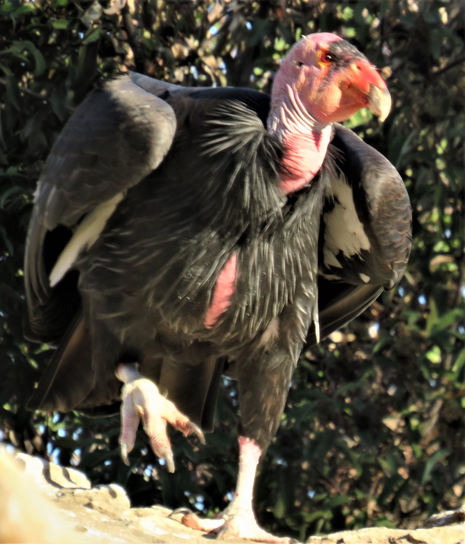 California condor