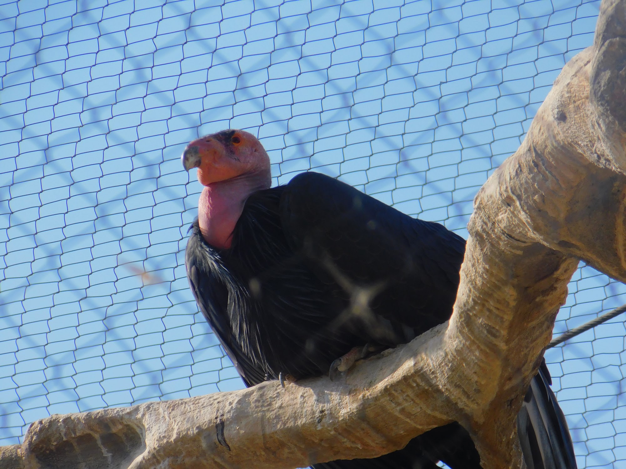 California Condor