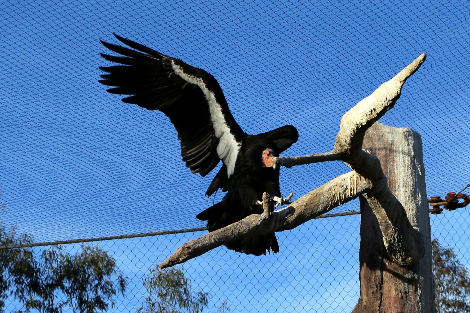 California condor