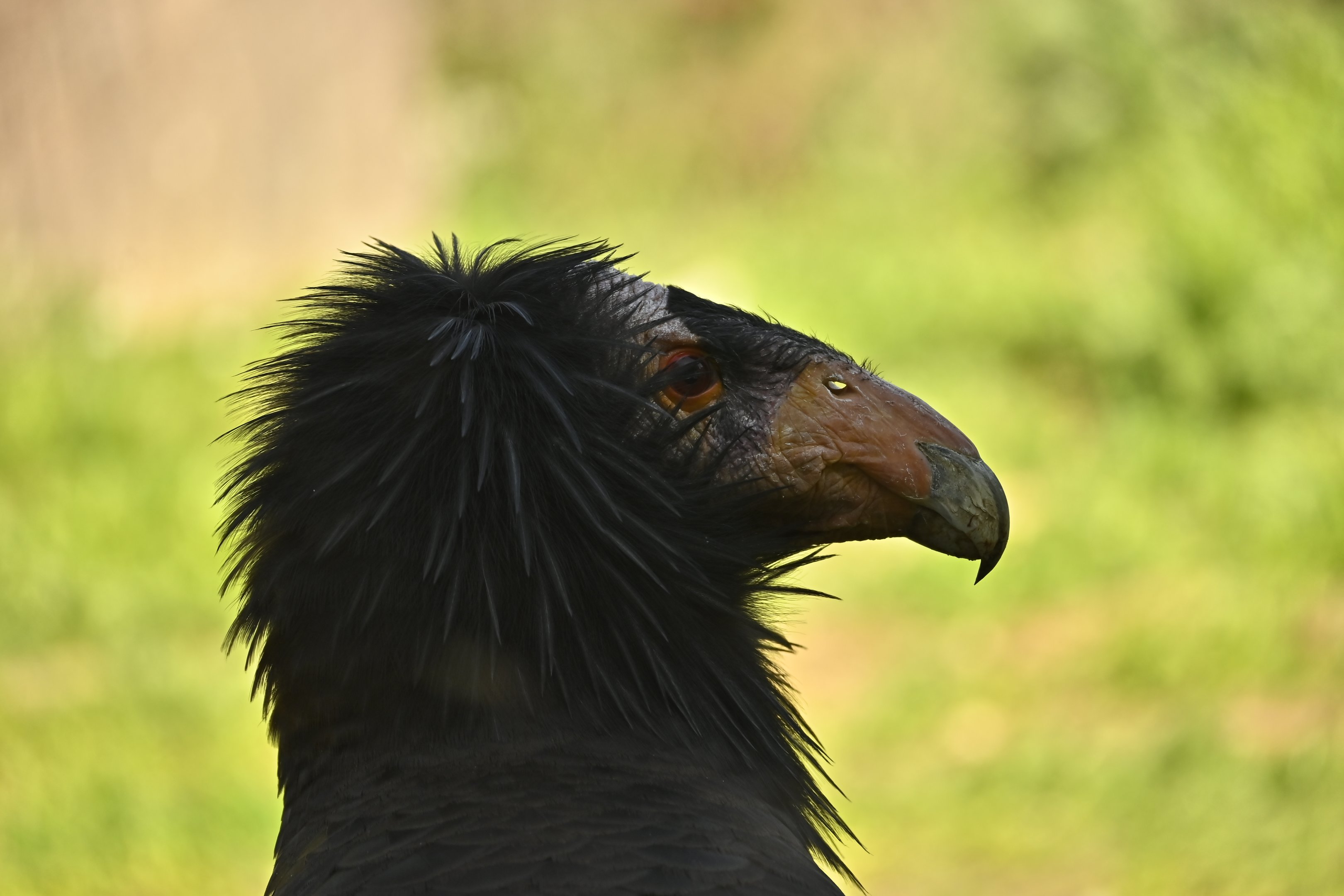 California Condor