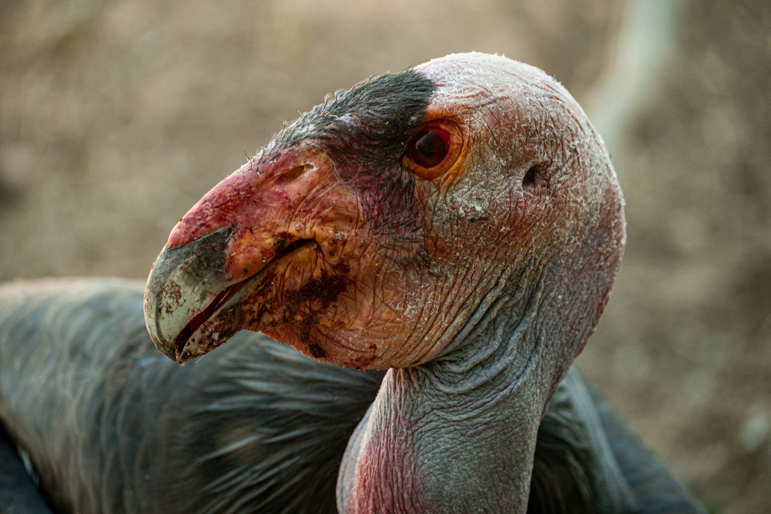 California Condor