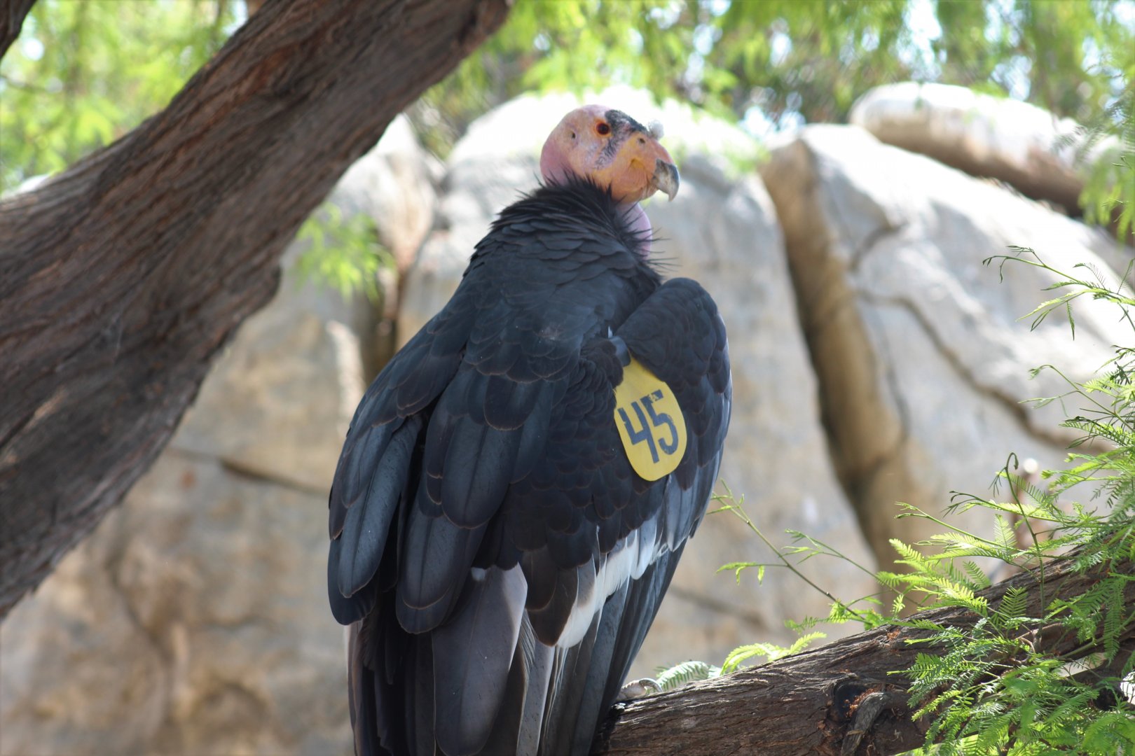 California Condor