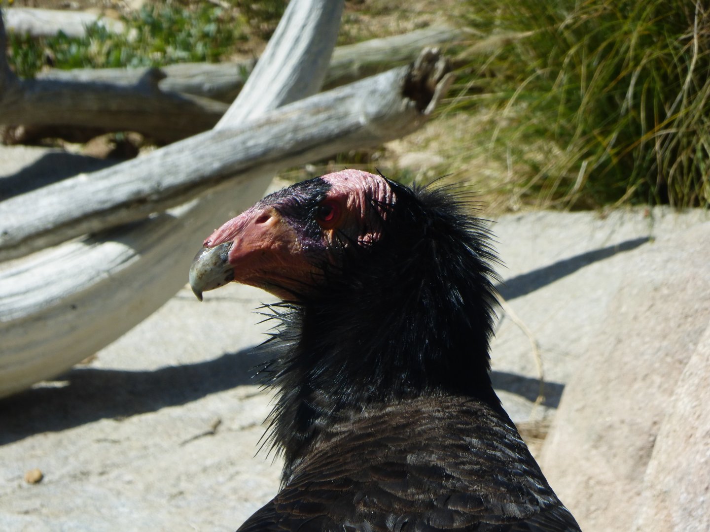 California condor