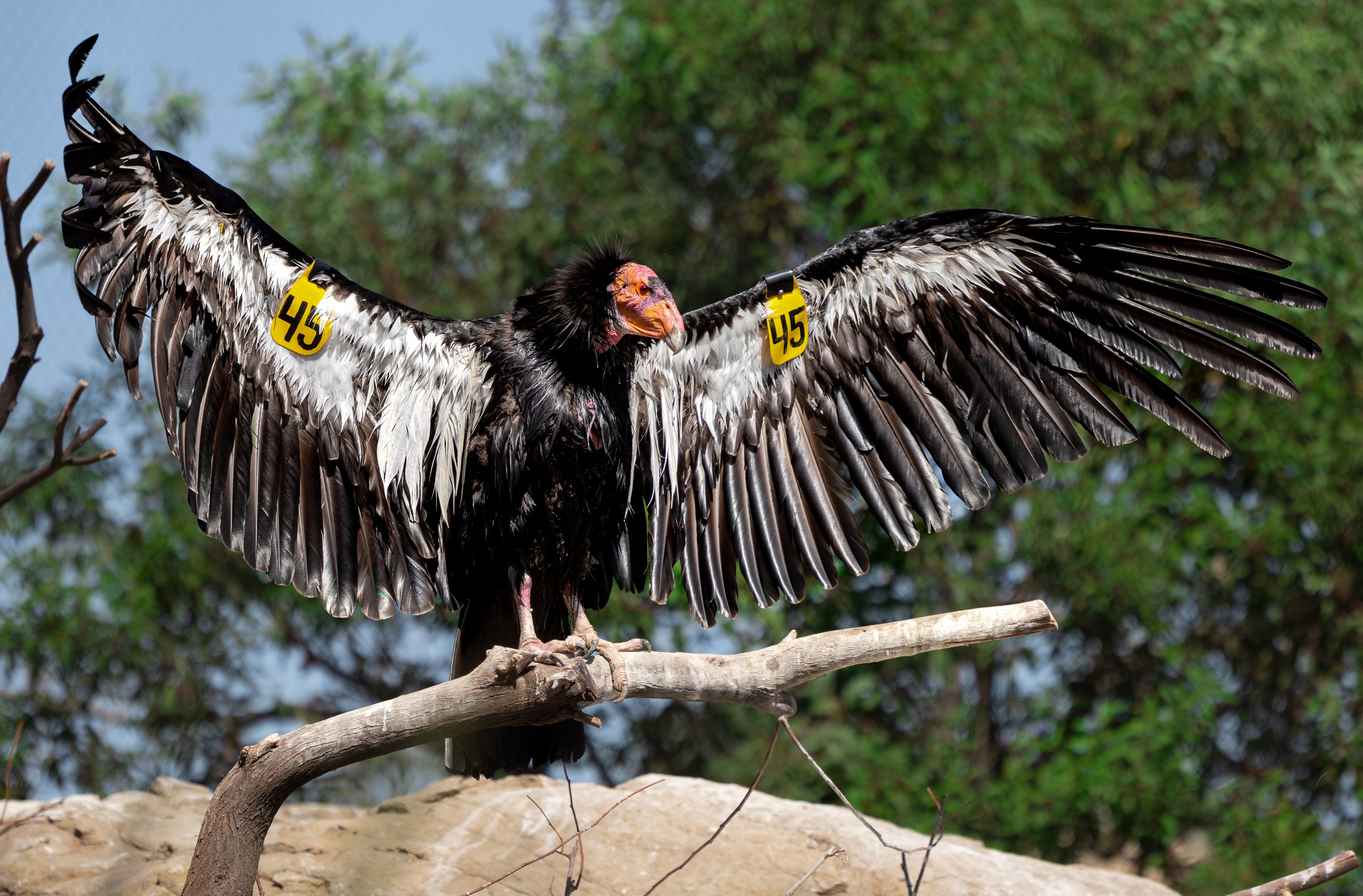 California Condor