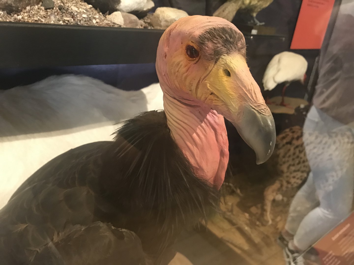 California condor